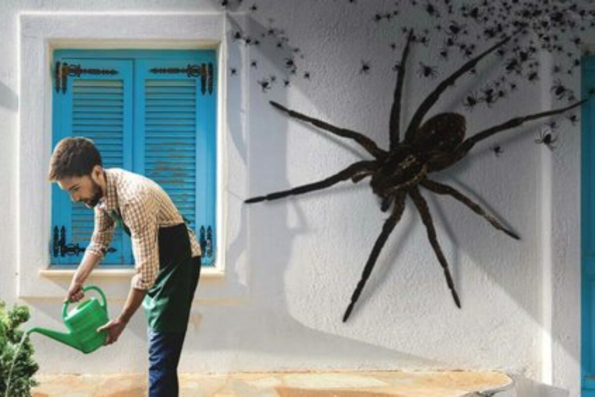 <p>Ev hörümçəkləri evdən kənarda...</p>