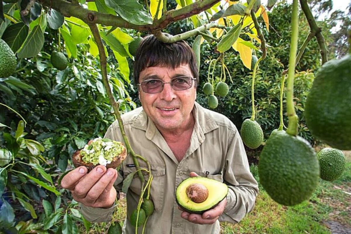 <p>Avokado təbiətdə böyümür</p>