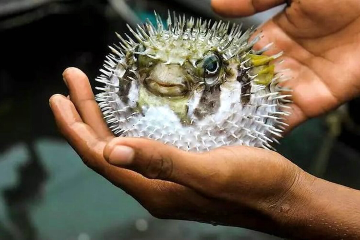 <p>Puffer balıq zəhəri siyaniddən 1200 dəfə daha təhlükəlidir</p>