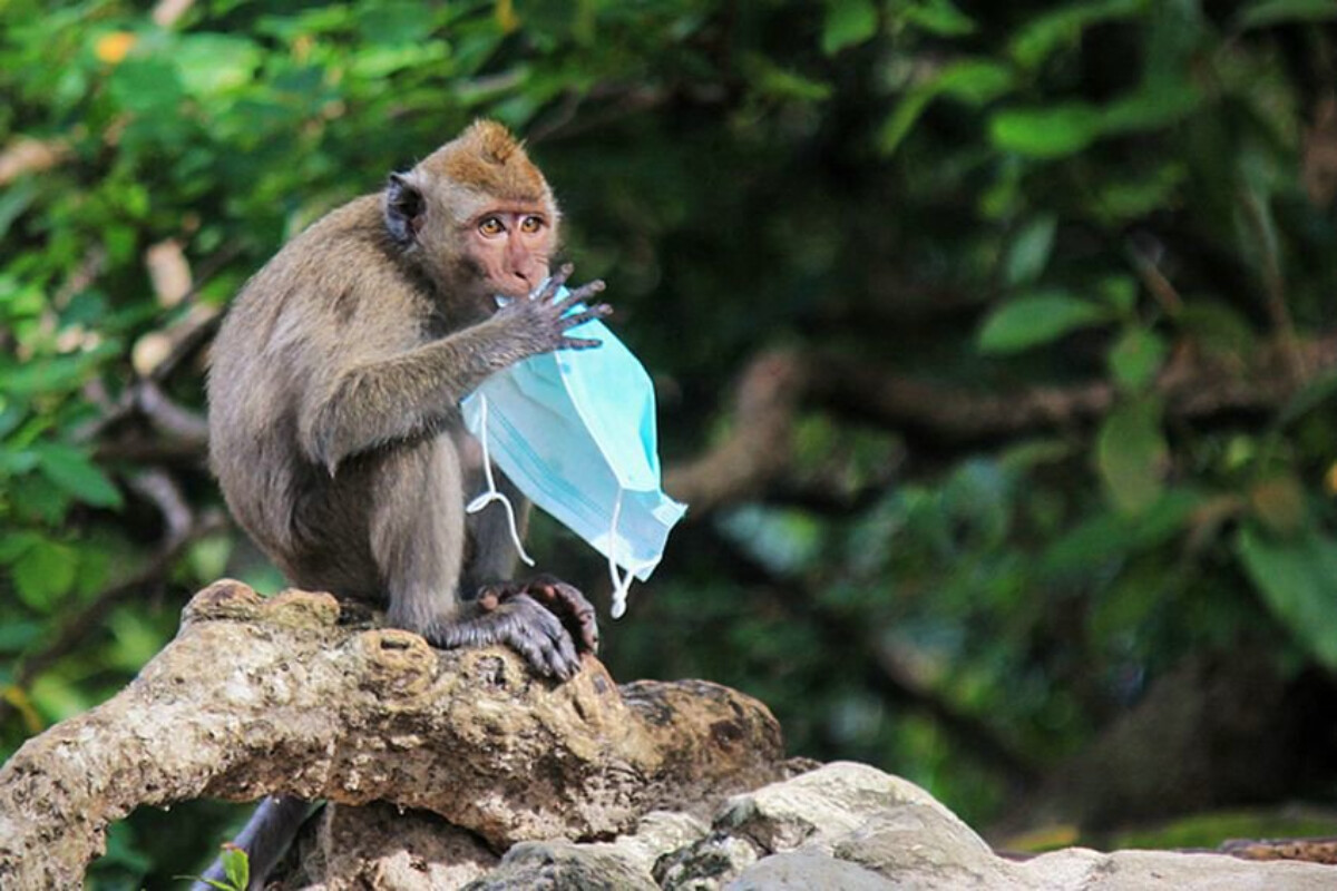 <p>Simian herpes virusuna yoluxma halı qeydə alındı</p>