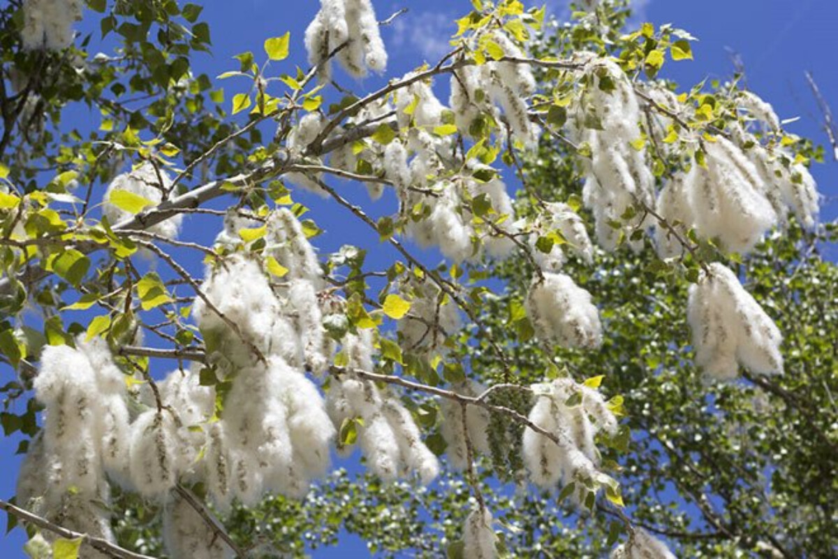 <p>Qovaqdan parasetamol almaq üçün əlçatan üsul yaradılıb</p>