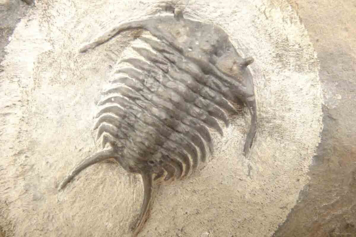 <p>500 milyon il əvvələ aid trilobit fosilləri tapılıb</p>