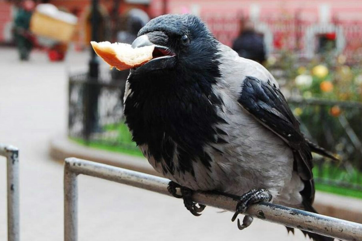 <p>Fransada quşlara insanlardan siqaret kötüklərini yığmağı öyrədirdilər</p>