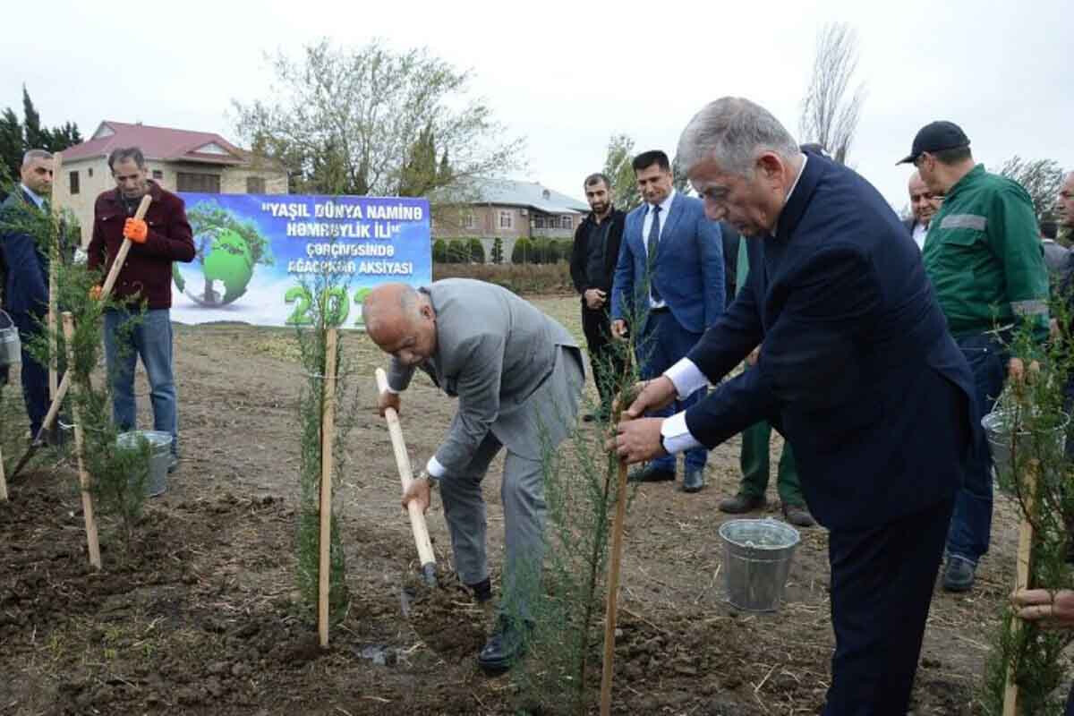 <p>On gün ərzində 12 min ağac əkiləcək &ndash; MASALLIDA</p>