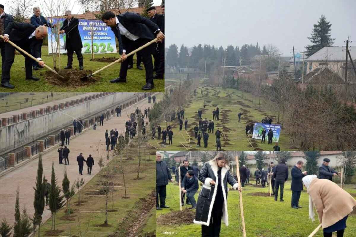 <p>Masallıda növbəti ağacəkmə aksiyası</p>