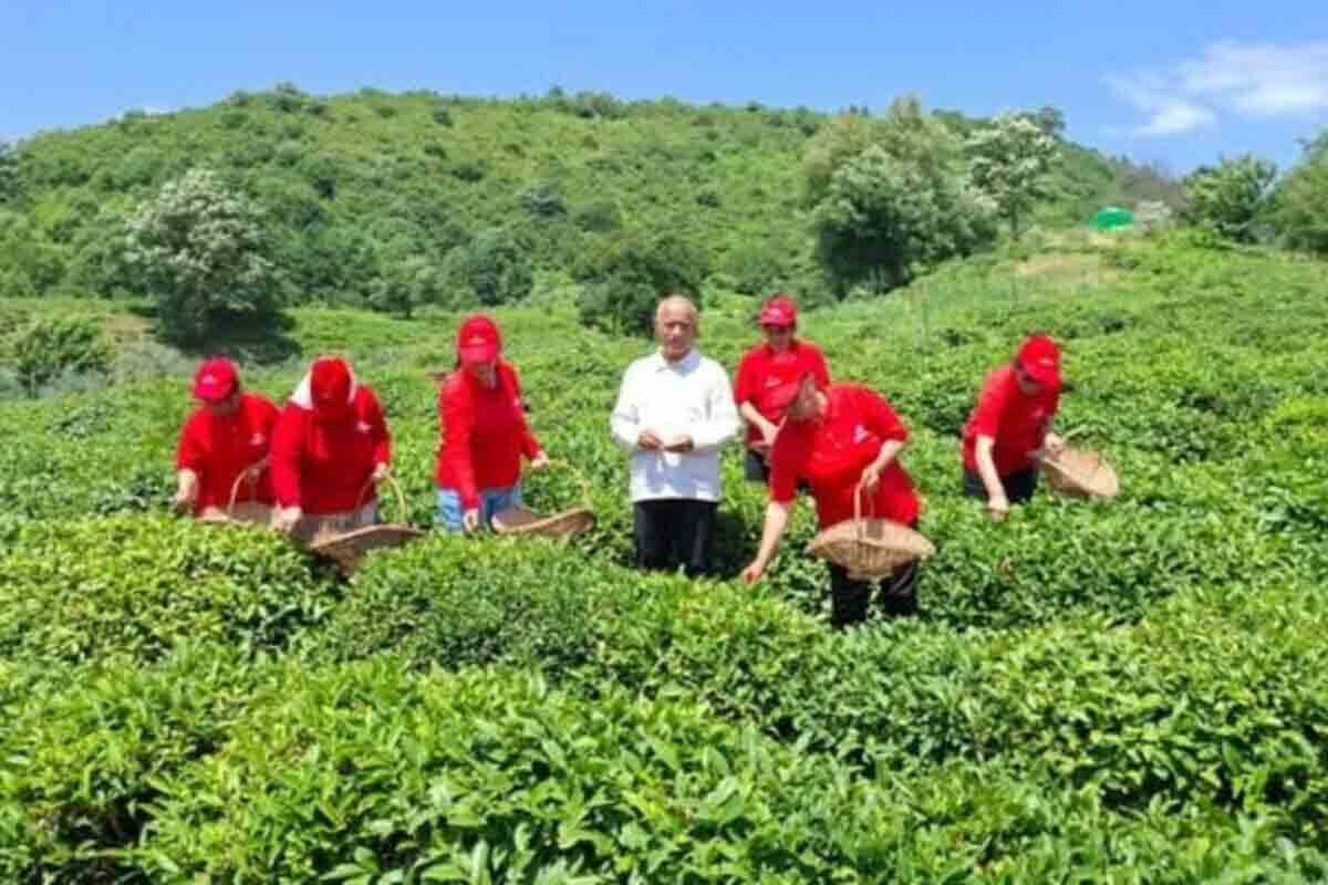 <p>Masallı RİH başçısı əkin sahələrində</p>