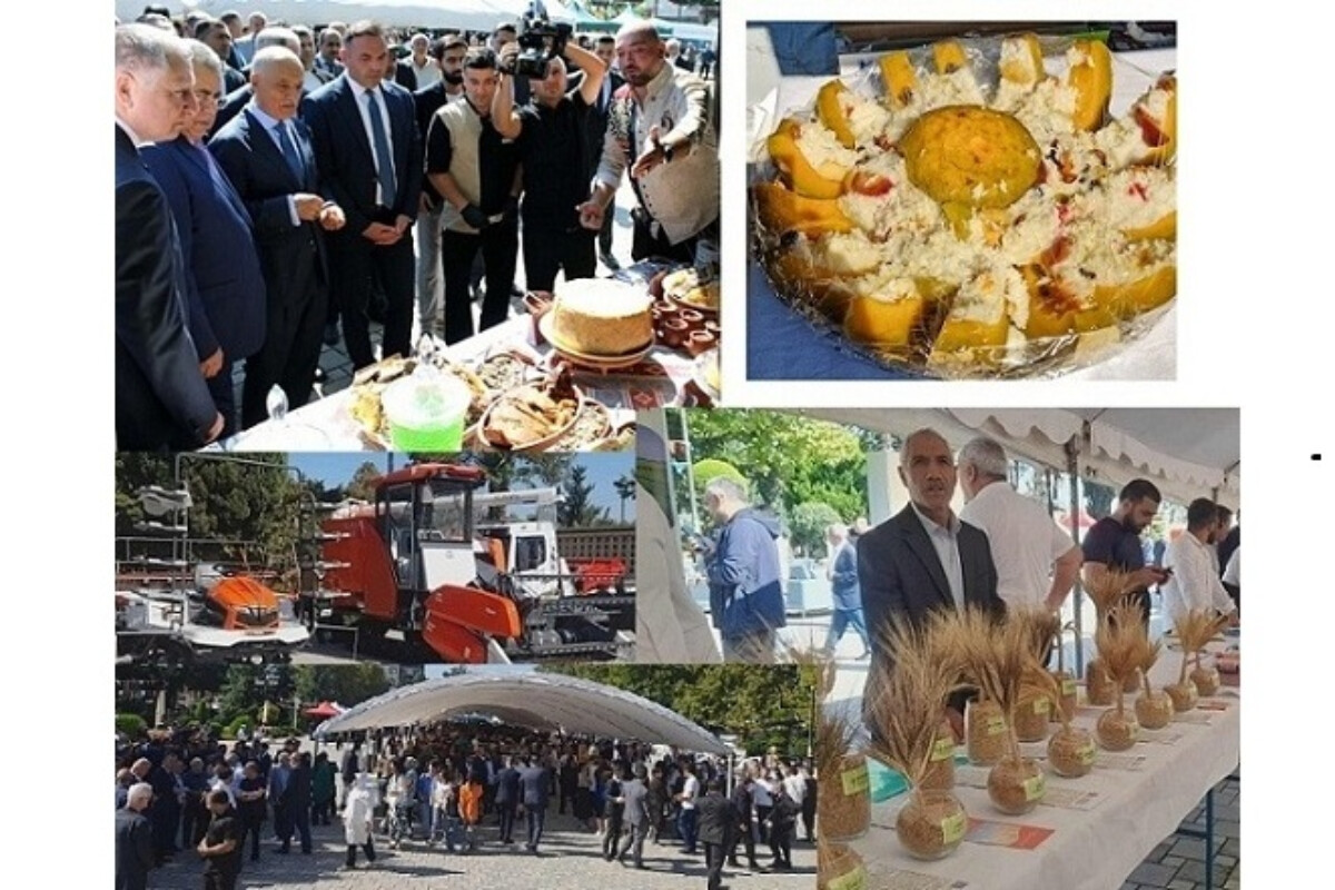 <p><em><strong>Masallıda “Çəltik və Düyü Festivalı” keçirilib</strong></em></p>