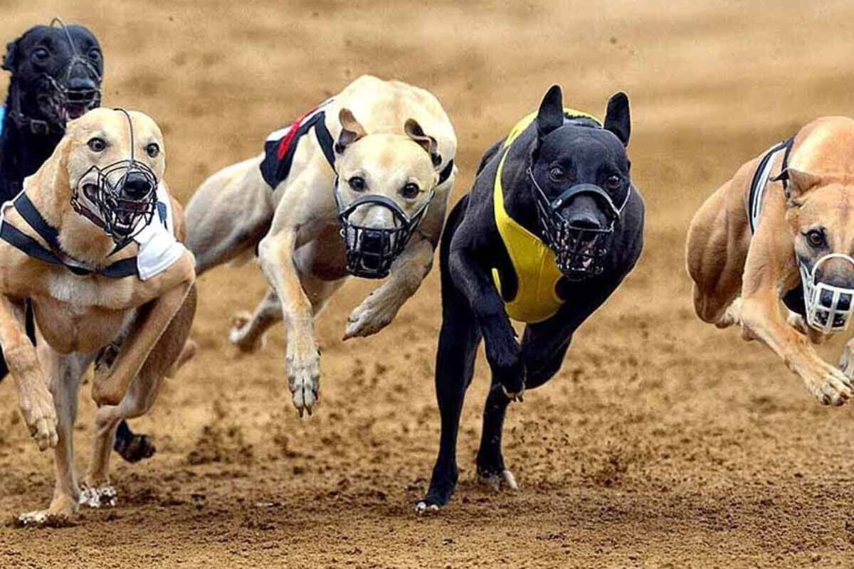 <p>Şotlandiyada it yarışları qadağan edilib</p>