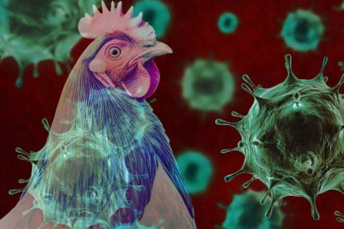 <p>H9N2 quş qripi virusuna yoluxmanın ilk insan halı aşkar edilib</p>