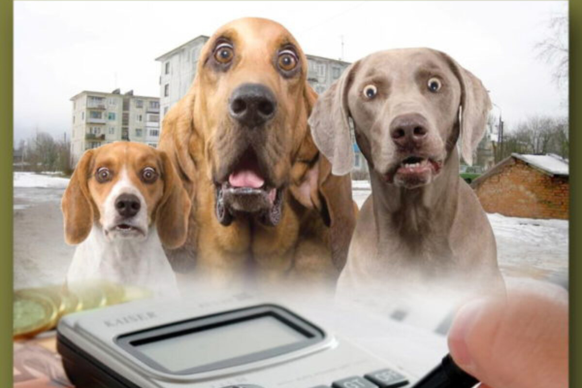 <p>Deputat itlərə vergi tətbiq etməyi təklif etdi</p>