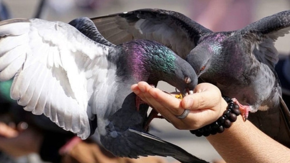 <p>Restoranda şok əvəzetmə: Madriddə ördək&nbsp;əvəzinə göyərçinlər təqdim edildi</p>