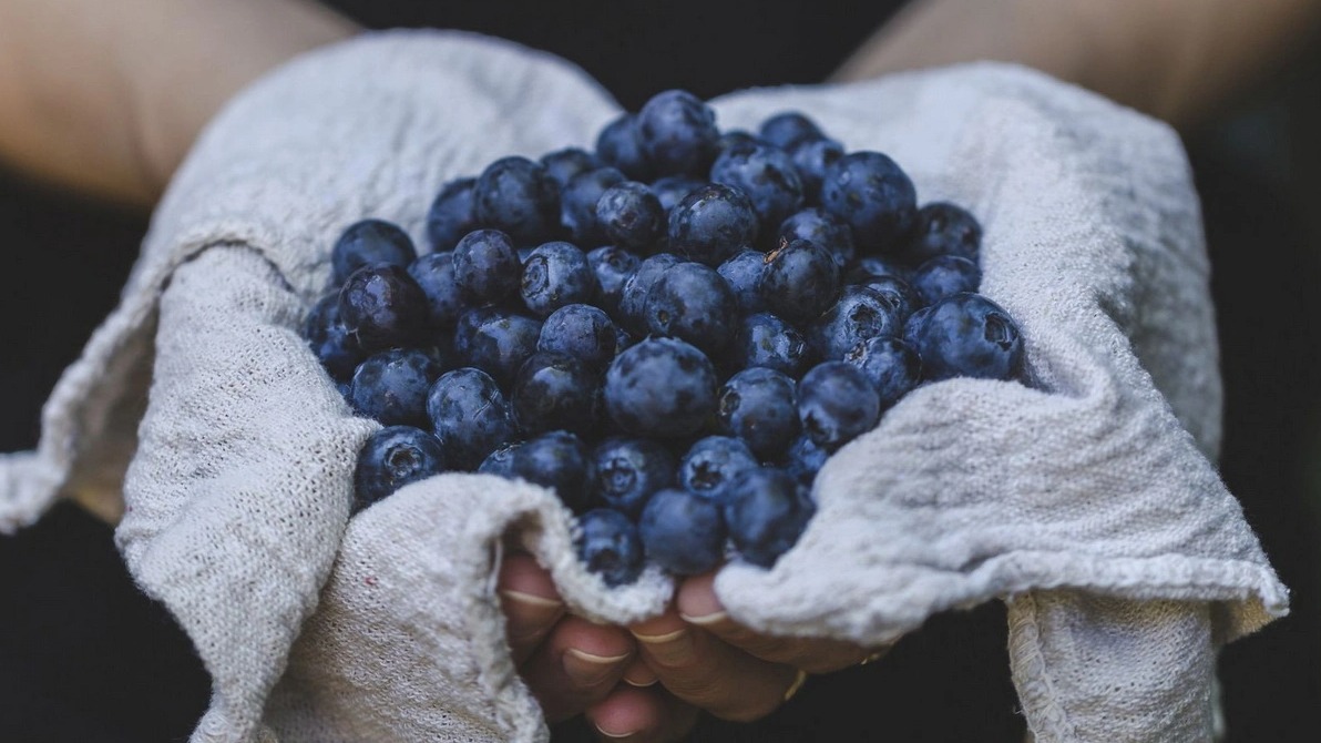 <p>Məşhur bir giləmeyvədə hüceyrələrin qocalmasını&nbsp;yavaşladan maddələr tapılıb</p>