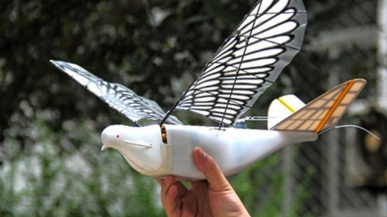 <p>Çin göyərçinlərdən istifadə edərək döyüş dronları hazırlayır</p>