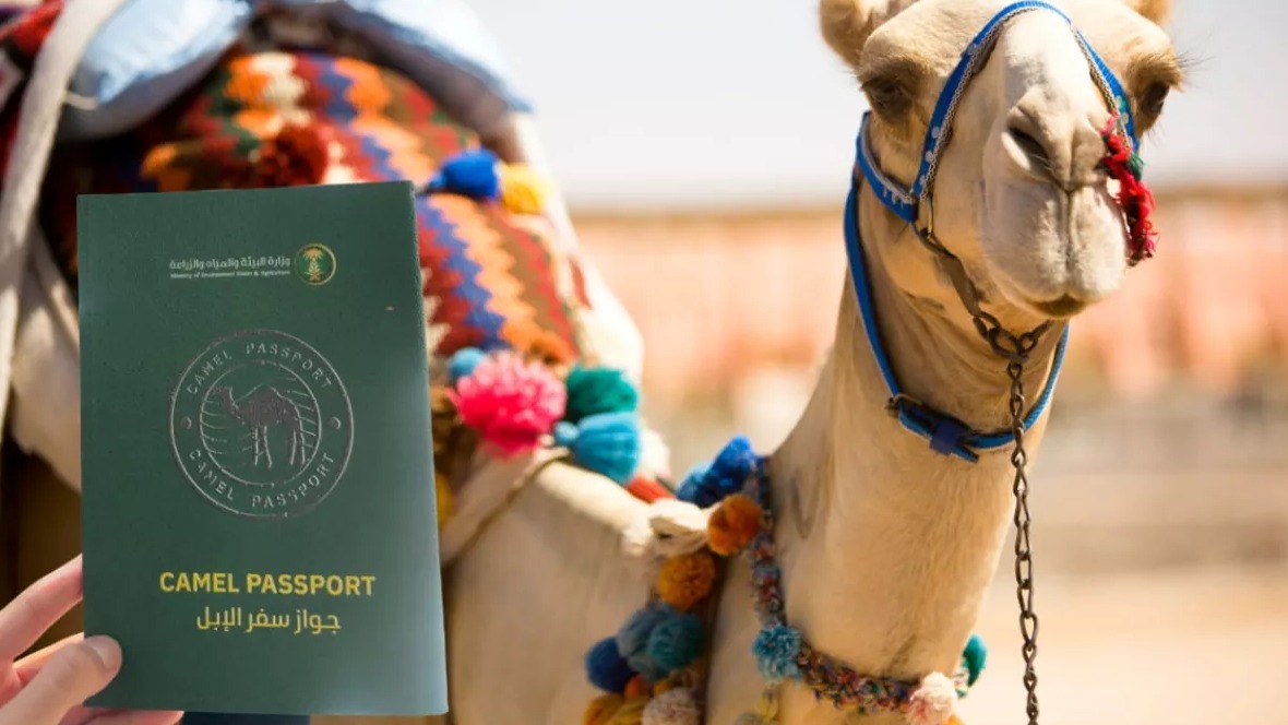 <p>Səudiyyə Ərəbistanı dəvələr üçün pasportlar tətbiq edir</p>
