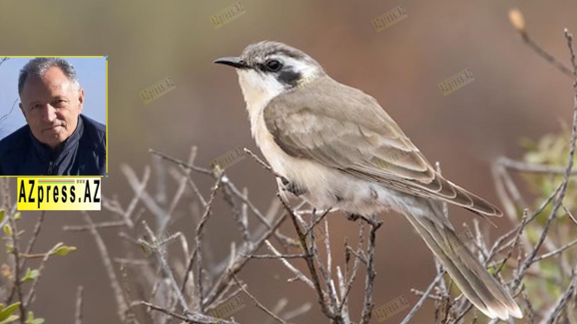 Hümbət Quliyev: Bu quşun proqramını bəzi insanlarımızda da yazıldığını görürəm...}