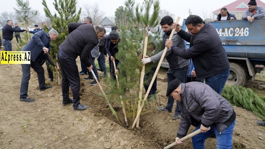 <p>Ağcabədidə ağacəkmə aksiyası keçirildi +FOTO=30<br />
&nbsp;</p>