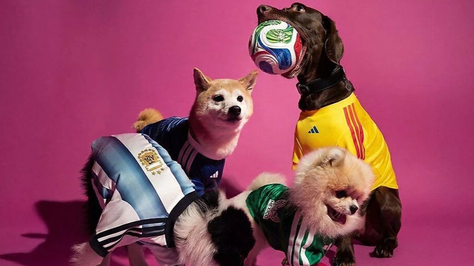 <p>2026-cı il Dünya Kuboku üçün itlər üçün forma hazırladı</p>