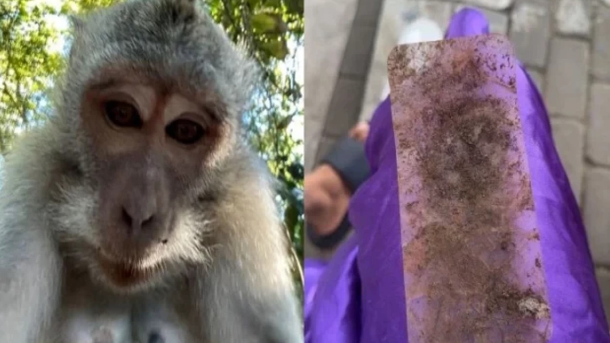<p>Balidə makaka turistlərin əlindən smartfonu&nbsp;alıb selfi çəkdirdi</p>